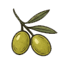 ZEYTİN
